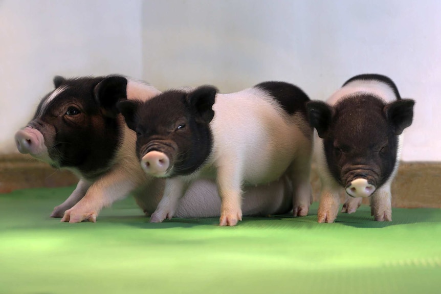 Genetically modified pigs