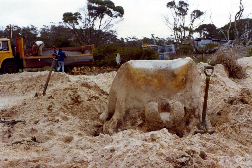 A large bone protruding from sand with two shovels and a truck and three men in the background
