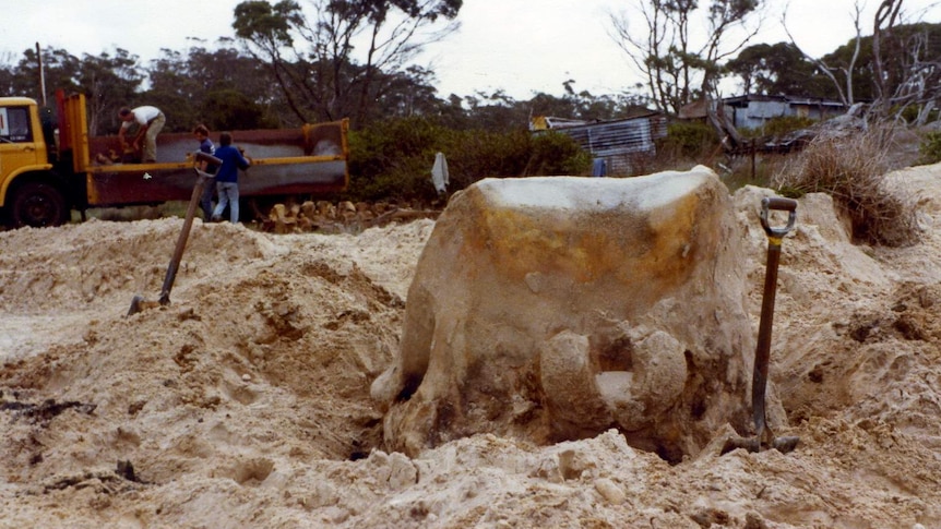 A large bone protruding from sand with two shovels and a truck and three men in the background