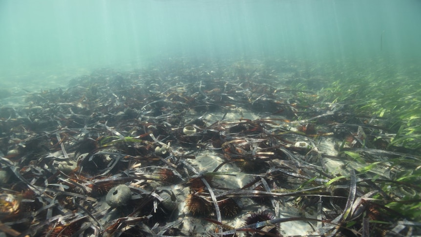 Sea urchin meadow