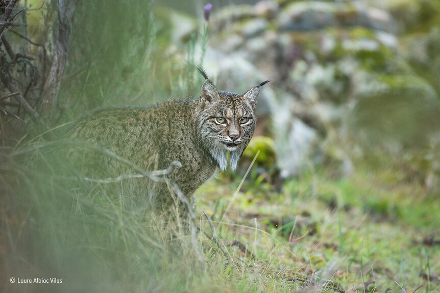 An elusive lynx looks out from behind a bush in Spain.