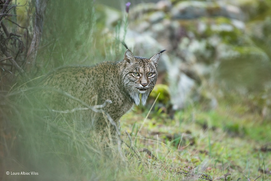 An elusive lynx looks out from behind a bush in Spain.