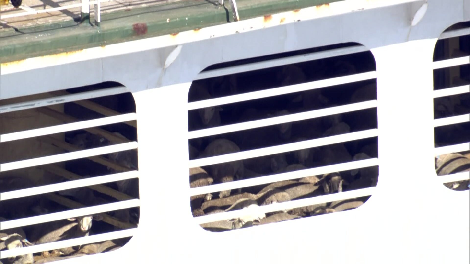 Sheep aboard a livestock vessel 