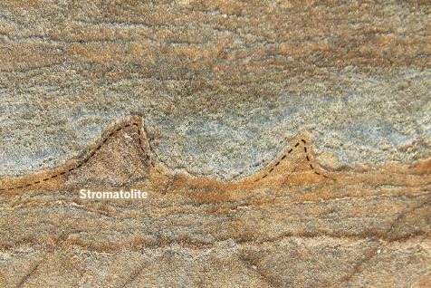 Stromatolites in rock layers