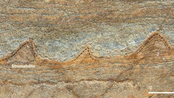 Stromatolites in rock layers