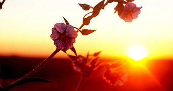 A flower in silhouette against a blazing red and yellow sunrise.