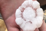 A large, flower shaped hailstone is displayed in the palm of a person's hand