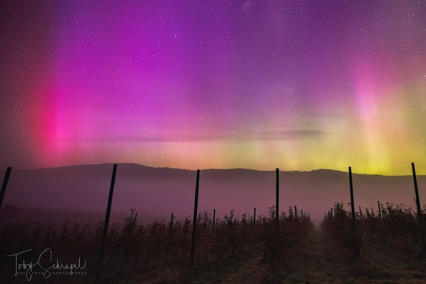 Pink and purple lights in a sky over lines of fruit trees.