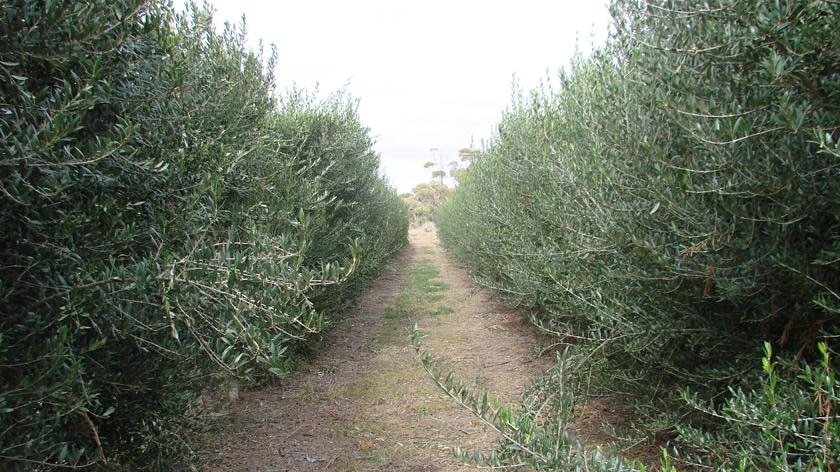 Hunter olive trees