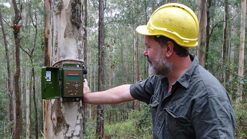 Researcher fits recording sound device to gum tree