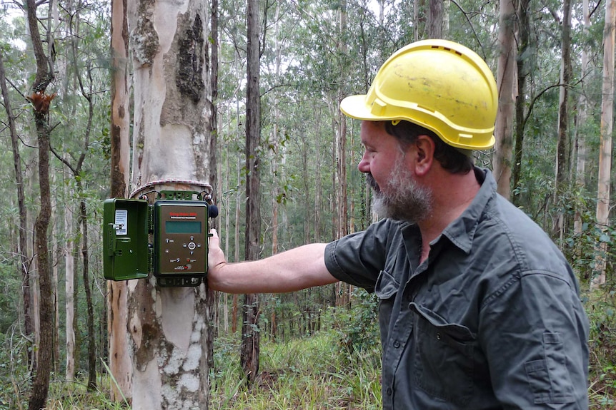 Researcher fits recording sound device to gum tree
