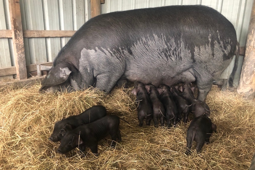 A large black sow stands on hay, with eight piglets surrounding her.