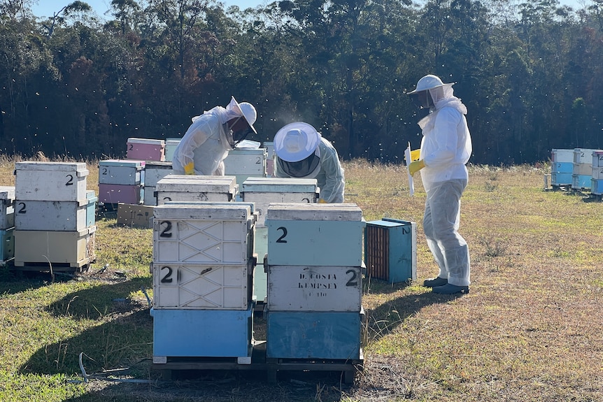 People in white protective suits working on beehives in a paddock.