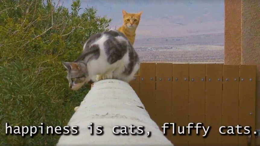 Two cats on a ledge, with the subtitle: and happiness is cats, fluffy cats