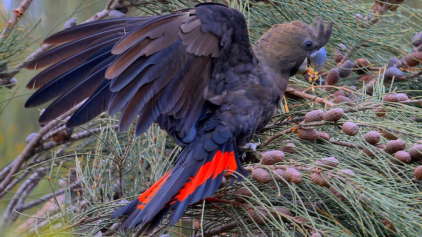 A glossy black cockatoo nibbles on a she-oak nut in a tree.