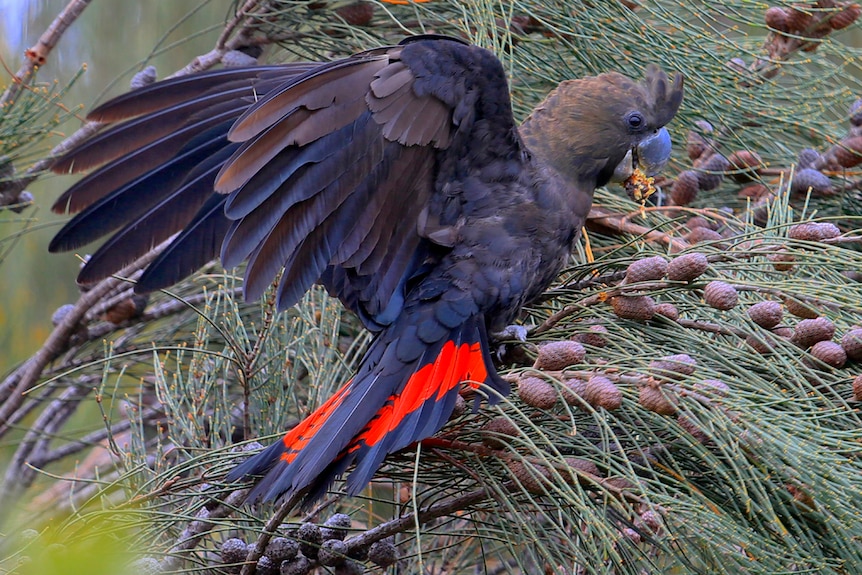 A glossy black cockatoo nibbles on a she-oak nut in a tree.