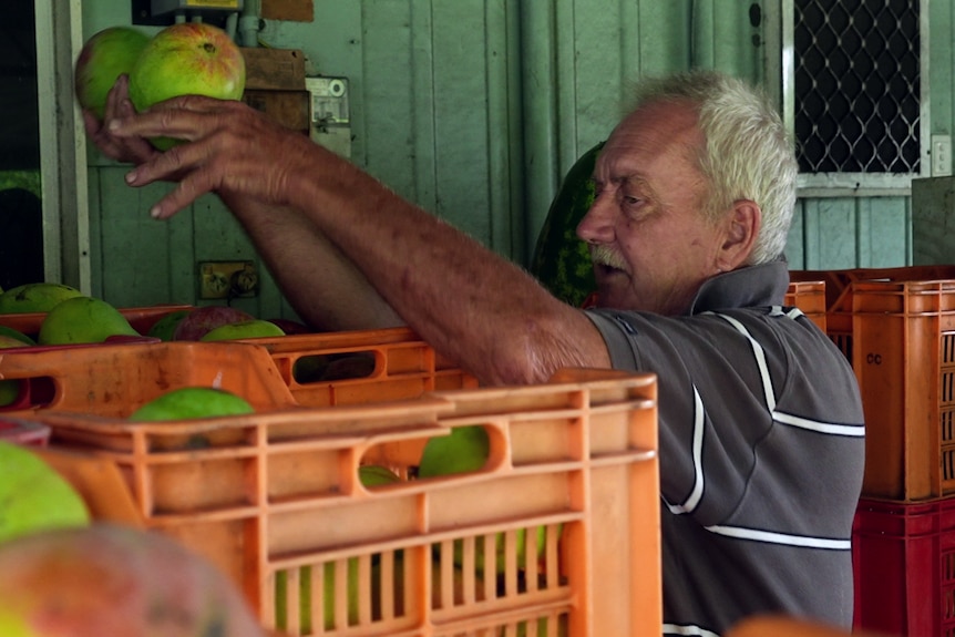 a man packing mangoes