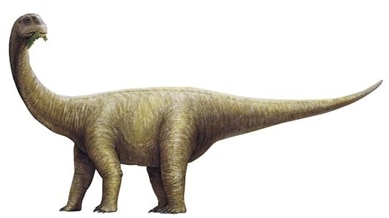 Rhoetosaurus