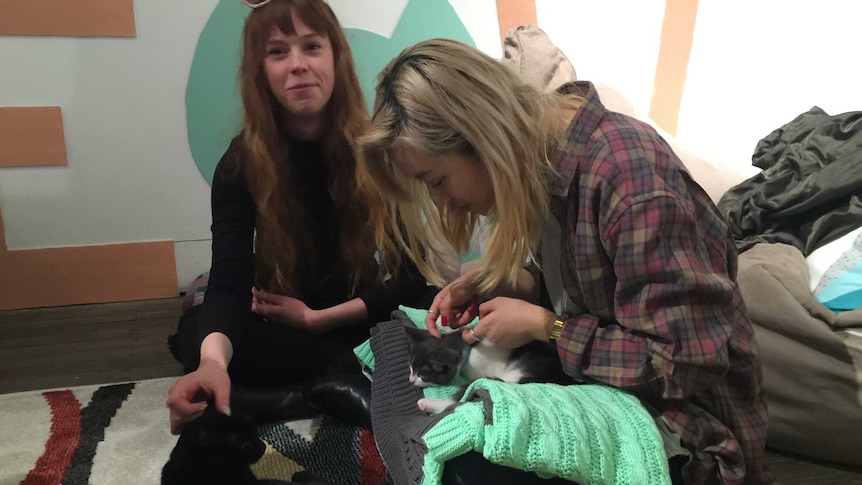 Customers to Sydney's Cat Cafe pop-up in the CBD play with a kitten