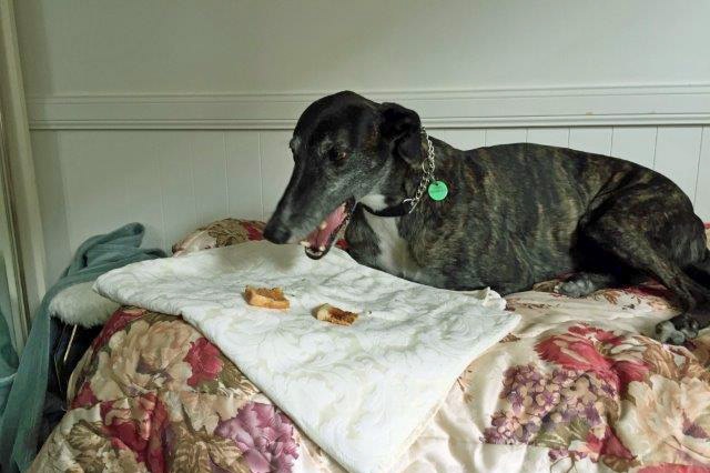 Greyhound eats toast