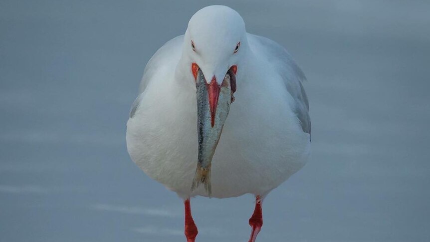 A seagull holds a fish in his beak.