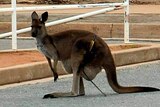 A kangaroo stands still on a road looking towards the camera with an arrow sticking out of its leg.