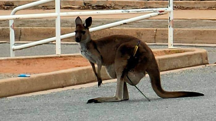A kangaroo stands still on a road looking towards the camera with an arrow sticking out of its leg.