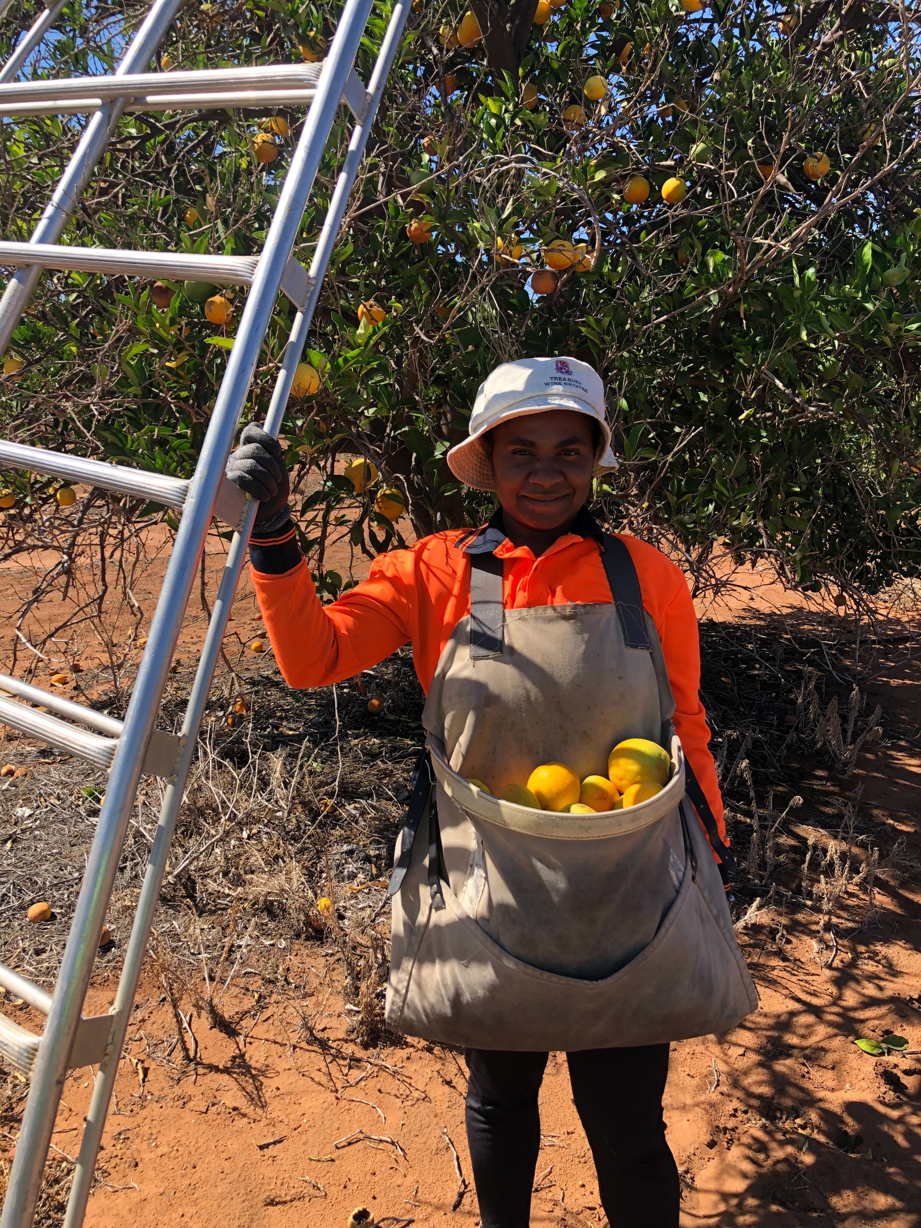 A woman with a satchel full of yellow fruit holds onto a ladder with fruit frees in the background.