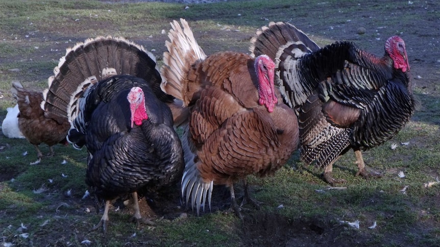 Three turkeys who survived Thanksgiving Day