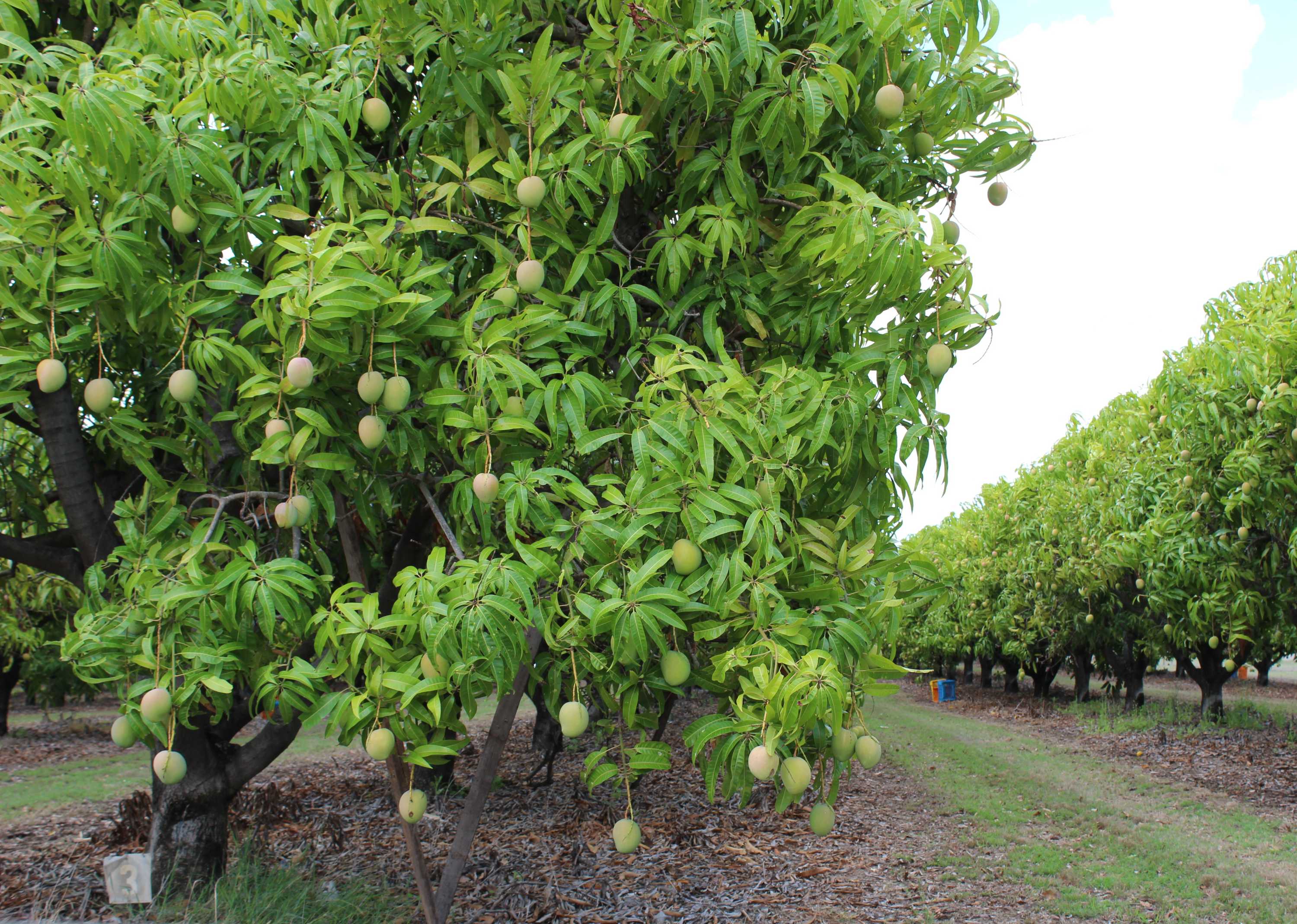 Queensland farmer helps build mango industry in Vietnam ABC News