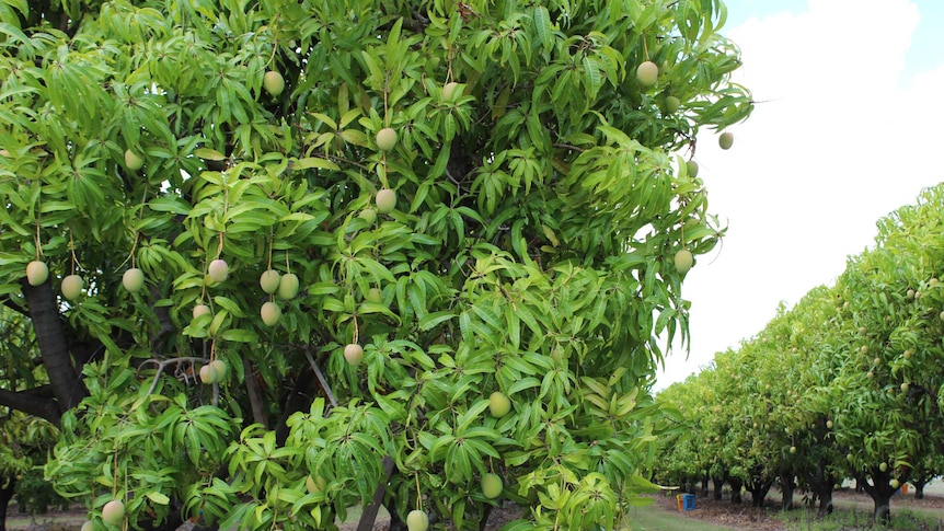Mango trees laden with fruit at Emu Exports mango orchard, south of Townsville.