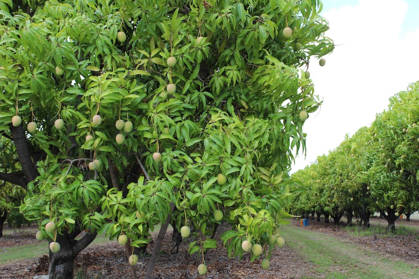 Mango trees laden with fruit at Emu Exports mango orchard, south of Townsville.