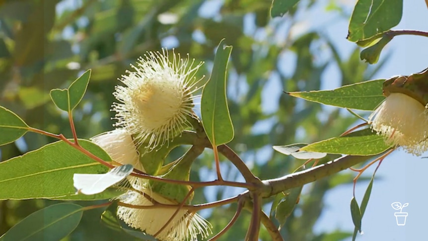 Close up of tree with lemon-coloured flowers
