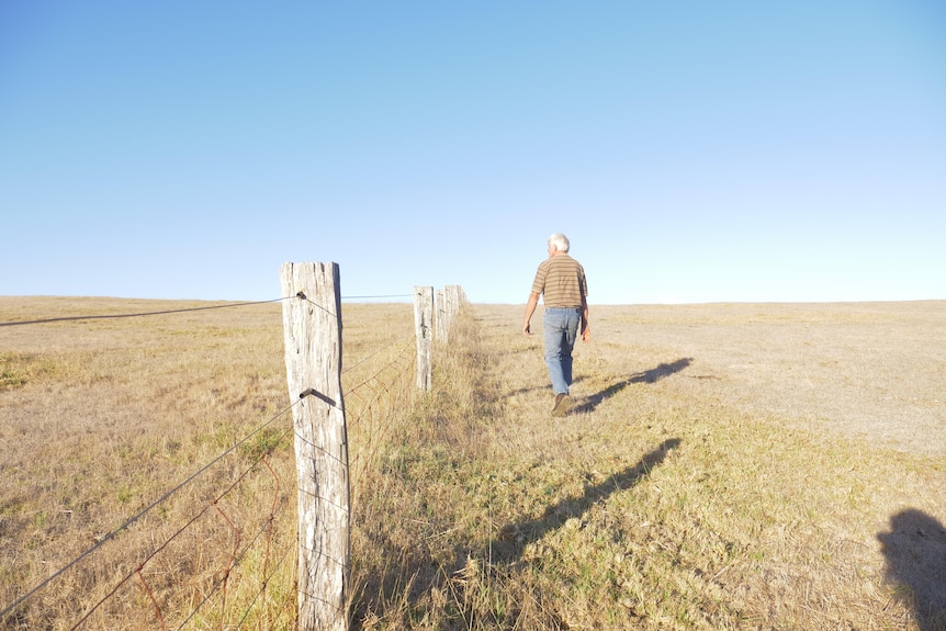 Northcliffe dairy farmer Wally Bettink walks near a fence on his paddock