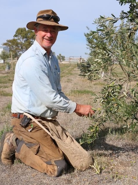 A man crouches in front of an olive tree.