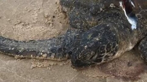 An injured turtle, showing its head, front flipper, and part of is shell