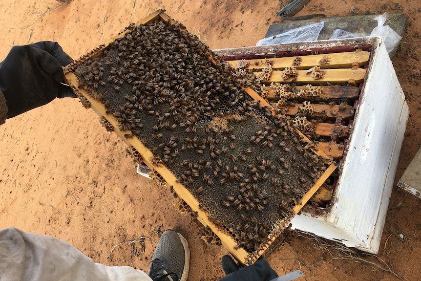 Man holding hive frame with swarming bees