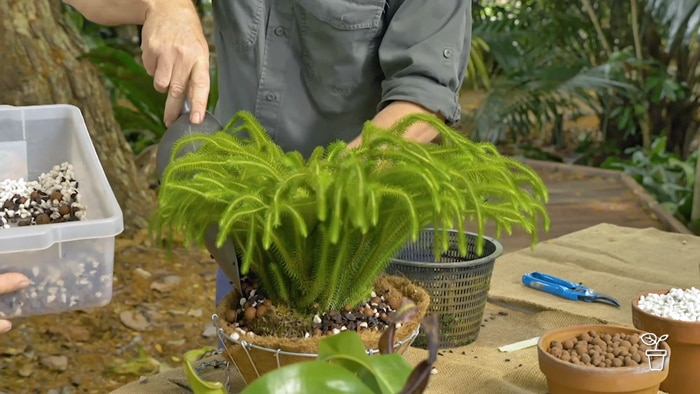 Person potting a fern in a basket hanger.