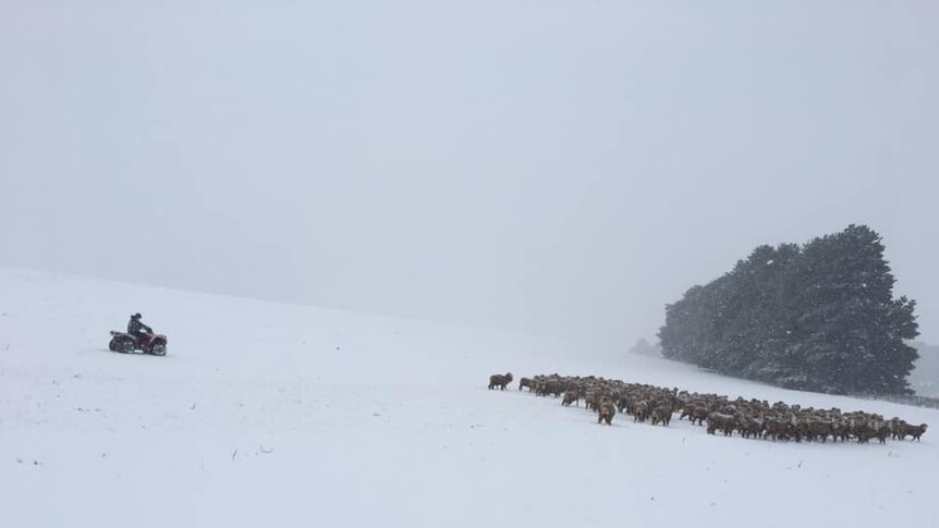 A farmer on a quad bike musters a group of sheep on snow covered land.