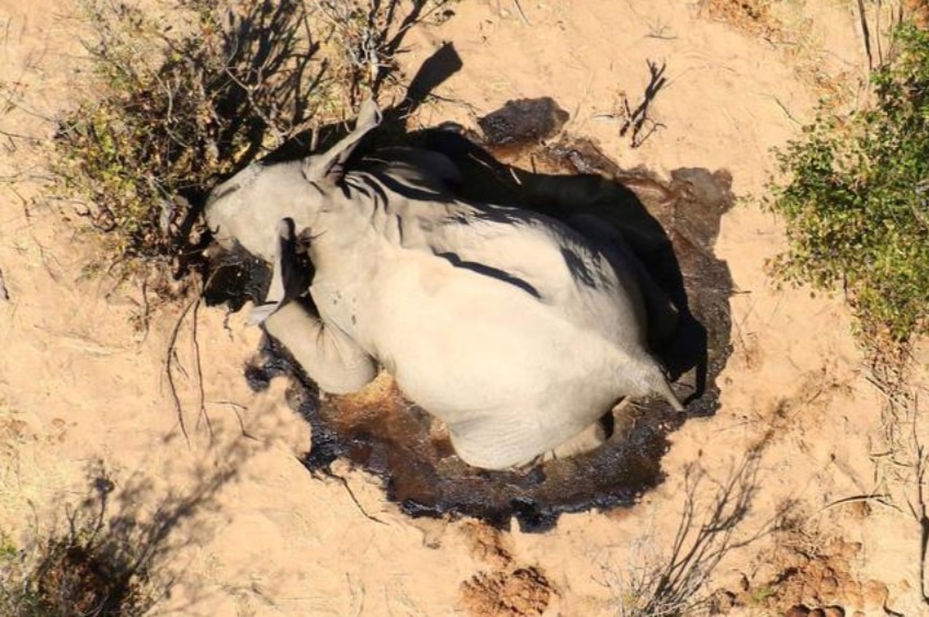 Dead elephant on the ground