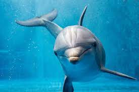 The sex life of dolphins - ABC listen