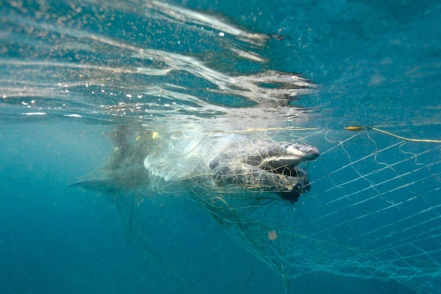 A whale calf entangled in a shark net