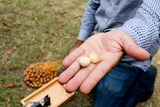 Macadamia nuts being held out in someone's hand.