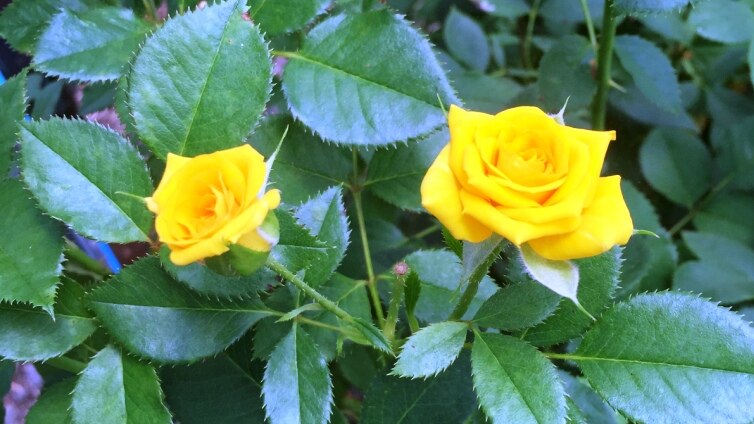 Two yellow spray roses against dark green rose leaves.