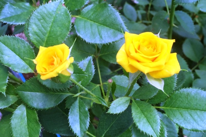 Two yellow spray roses against dark green rose leaves.