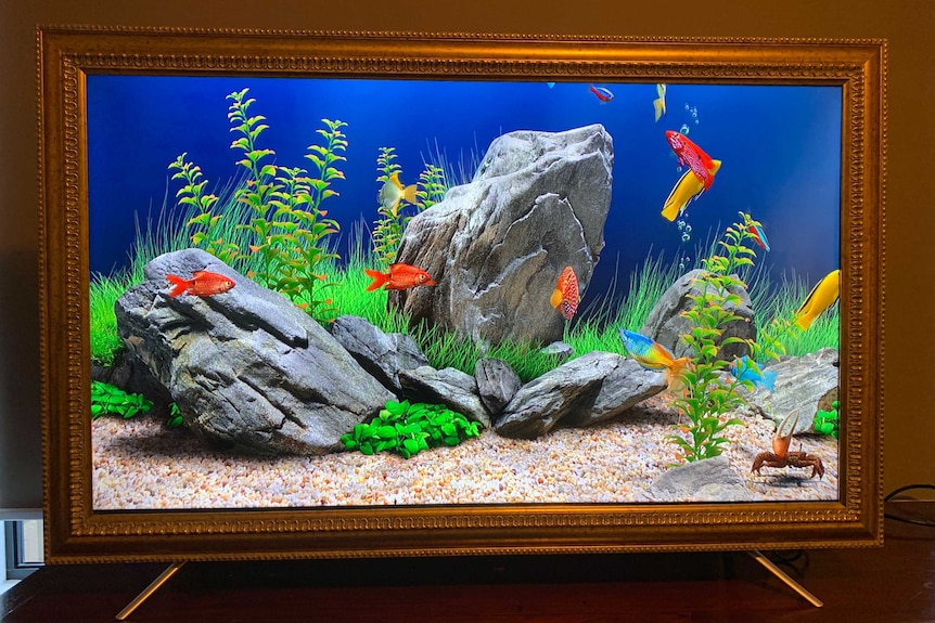 Virtual Aquarium - Real Live Fish 