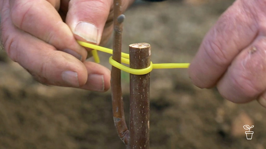 Hands tying plastic tubing around a plant and stake