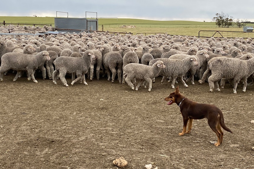 Kelpie dog standing guard over sheep in yard
