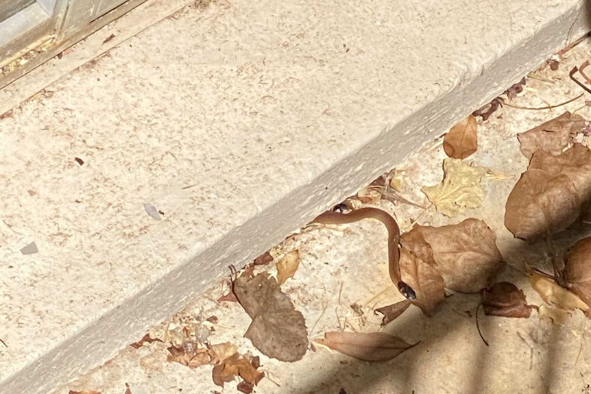 Two Eastern brown hatchlings looking out from under a concrete step.