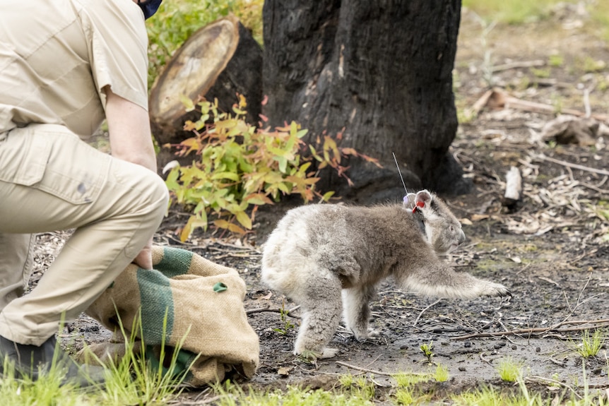 A woman outdoors with an open bag at her feet while a koala runs away.